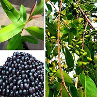 Syzygium Frucht Samen für einfaches Anpflanzen