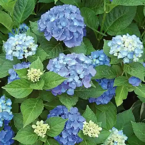 Sea Blau Hortensie Blumensamen zur Aussaat – sonnenliebend – Traditionssorte & ohne Gentechnik Samen Hausgarten