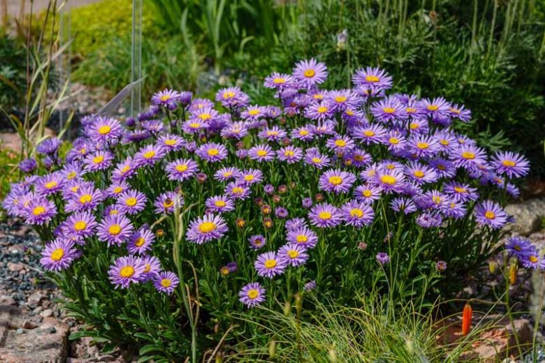 Aster Alpin Blumensamen zur Aussaat – Garten beliebt – Traditionssorte & ohne Gentechnik Samen Hausgarten