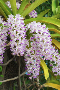 Rhynchostylis Blumensamen zur Aussaat Wildblume Mischung Traditionssorte & ohne Gentechnik Samen Hausgarten