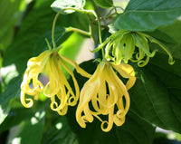 Ylang Blumensamen zur Aussaat – hochwertige Qualitäts- – Traditionssorte & ohne Gentechnik Samen Hausgarten