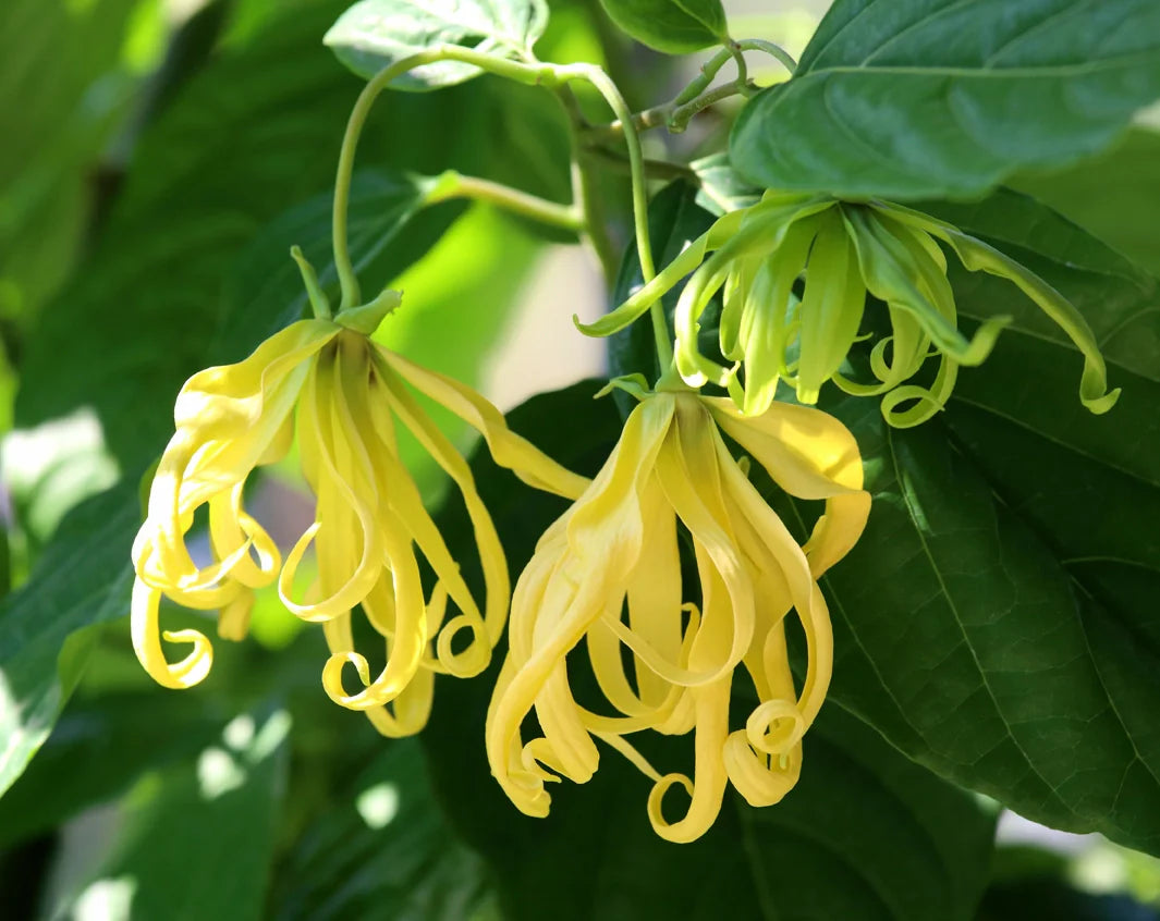 Ylang-Ylang Blumensamen zur Aussaat – Bestäuber freundlich – Traditionssorte & ohne Gentechnik Samen Hausgarten