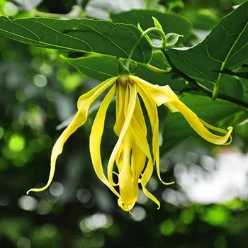 Ylang-Ylang Blumensamen zur Aussaat – Bestäuber freundlich – Traditionssorte & ohne Gentechnik Samen Hausgarten