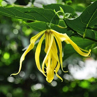 Ylang-Ylang Blumensamen zur Aussaat – Bestäuber freundlich – Traditionssorte & ohne Gentechnik Samen Hausgarten