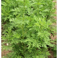 Yellow-flowering Yomagi Kraut in Garten border