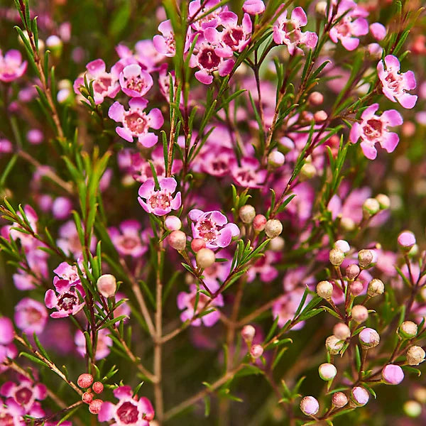 Gemischt Wax Blumensamen zur Aussaat – saisonal Dauerblüher – Traditionssorte & ohne Gentechnik Samen Hausgarten