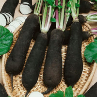 Seedlings of schwarze radish wachsend strong aus non gmo samen
