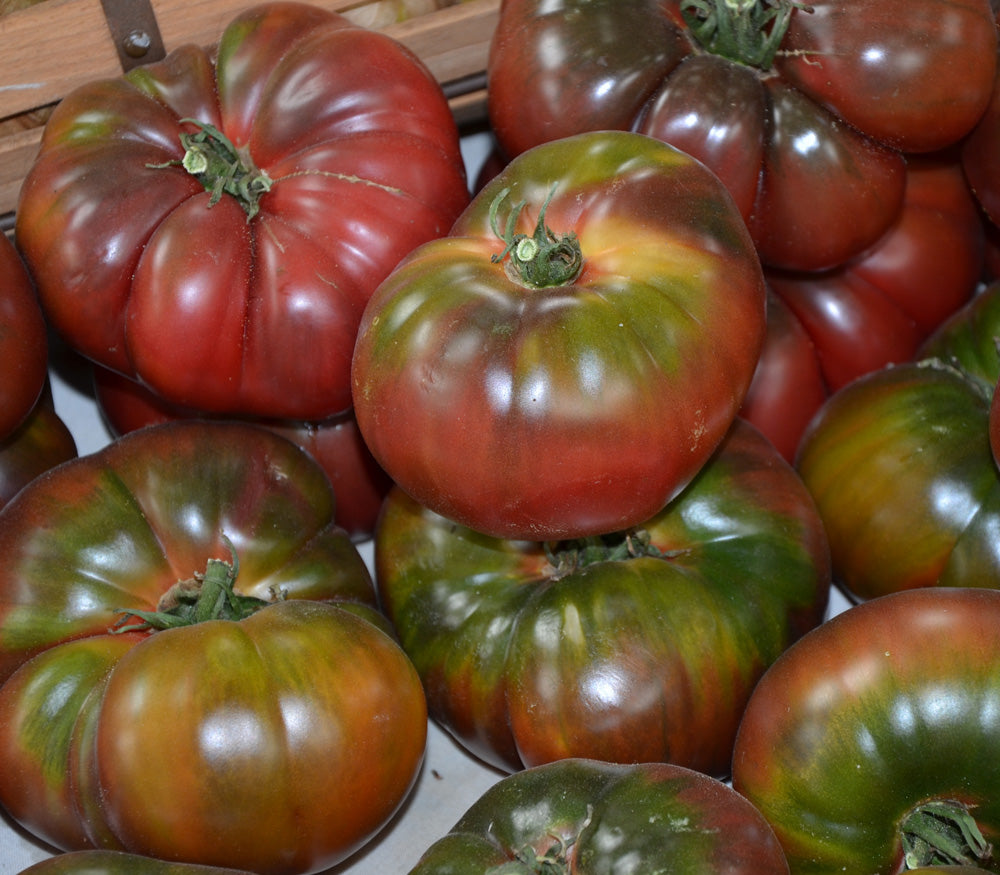 Seedlings of brown tomato wachsend strong aus non gmo samen