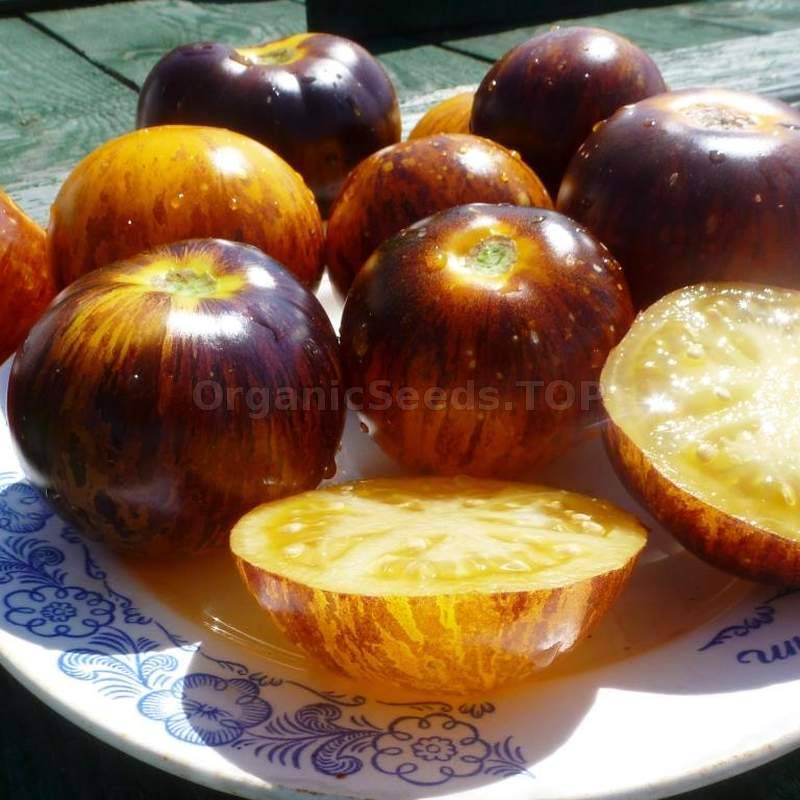 Seedlings of brown and gelbe tomato wachsend healthy and strong