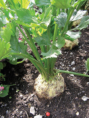 Young celeriac pflanzen wachsend outdoors