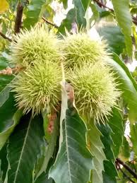 Young Chestnut Tree with frisch Green Leaves