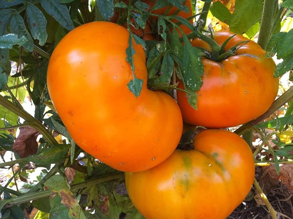 Dark orange tomato seedlings wachsend healthy and strong