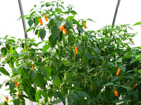 Healthy datil pepper seedlings wachsend strong