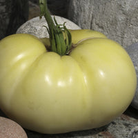 Healthy helle gelbe tomato seedlings wachsend strong