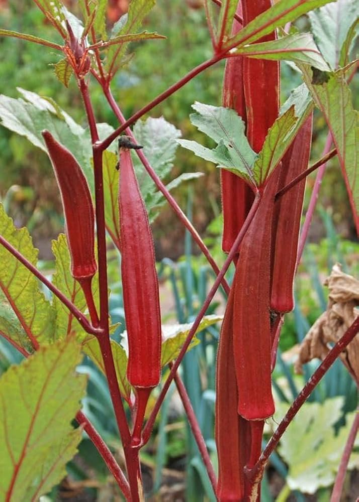 Seedlings of maroon red okra wachsend strong aus non gmo samen