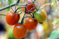 Seedlings of orange tomato wachsend healthy and strong