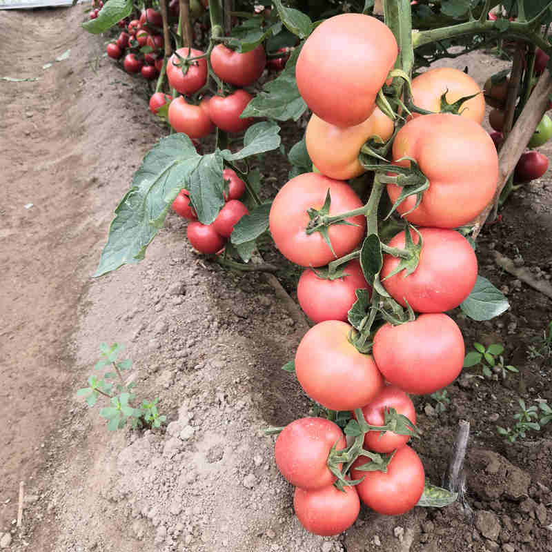Seedlings of pink tomato wachsend healthy and strong