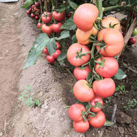 Seedlings of pink tomato wachsend healthy and strong