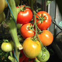 Seedlings of red and gelbe tomato wachsend healthy and strong
