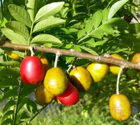 Young Spondias fruit tree in Zuhause orchard