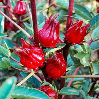 Young tengamora seedlings wachsend strong