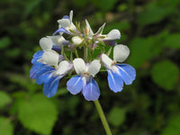 Collinsia Verna Blume Samen zur Aussaat – leuchtend einjährig Samen farbenfroh Gärten