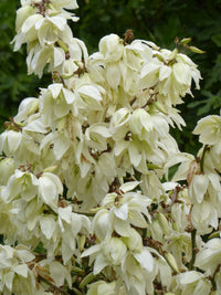 Weiß Yucca Filamentosa Blumensamen zur Aussaat farbenfroh Schau Traditionssorte & ohne Gentechnik Samen Hausgarten