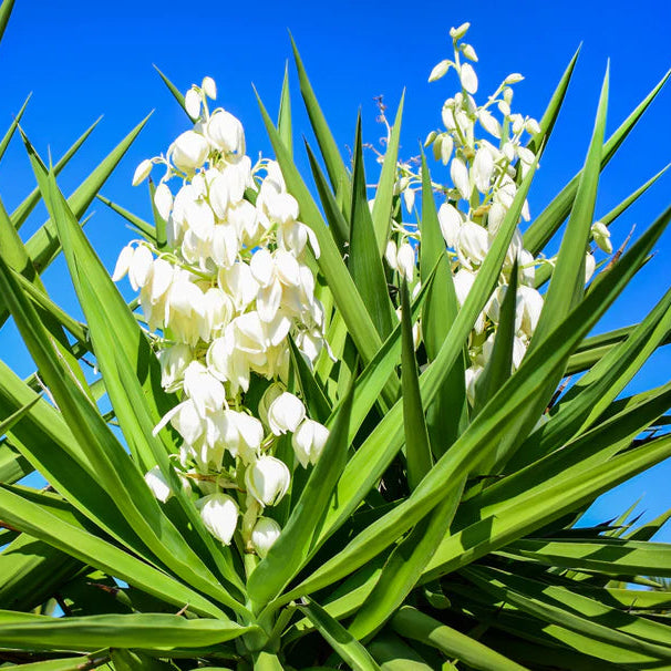 Weiß Yucca Baum Aussaat Samen ideal Gärten