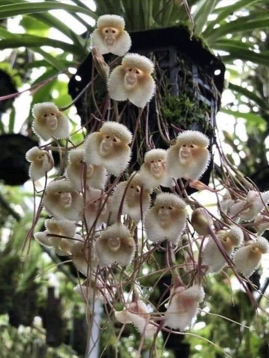 Potted Peru Monkey Face Orchidee Samen Blumensamen zur Aussaat Drought verträglich Traditionssorte & ohne Gentechnik Samen Hausgarten