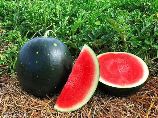 Wassermelone Samen für einfaches Anpflanzen