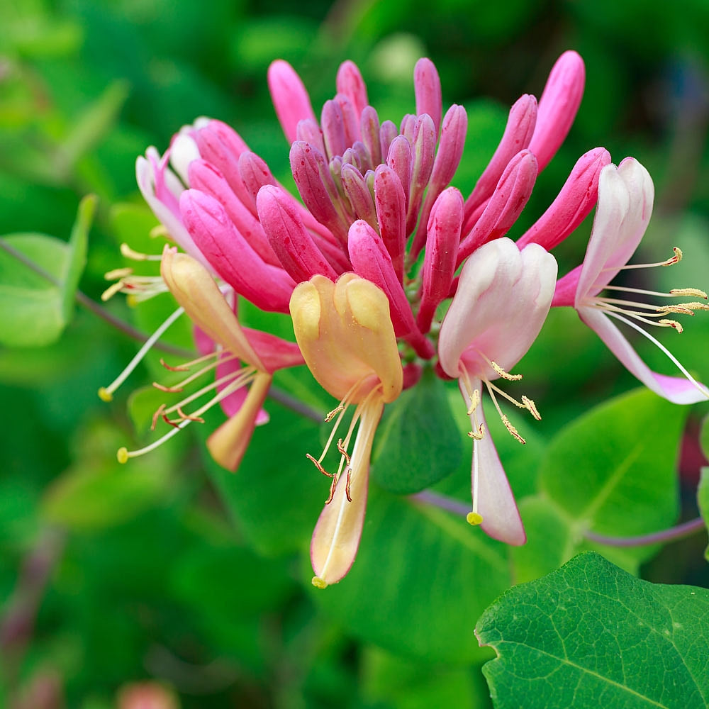 Rot Cape Honeysuckle Blumensamen zur Aussaat – Schnitt Blume beliebt – Traditionssorte & ohne Gentechnik Samen Hausgarten