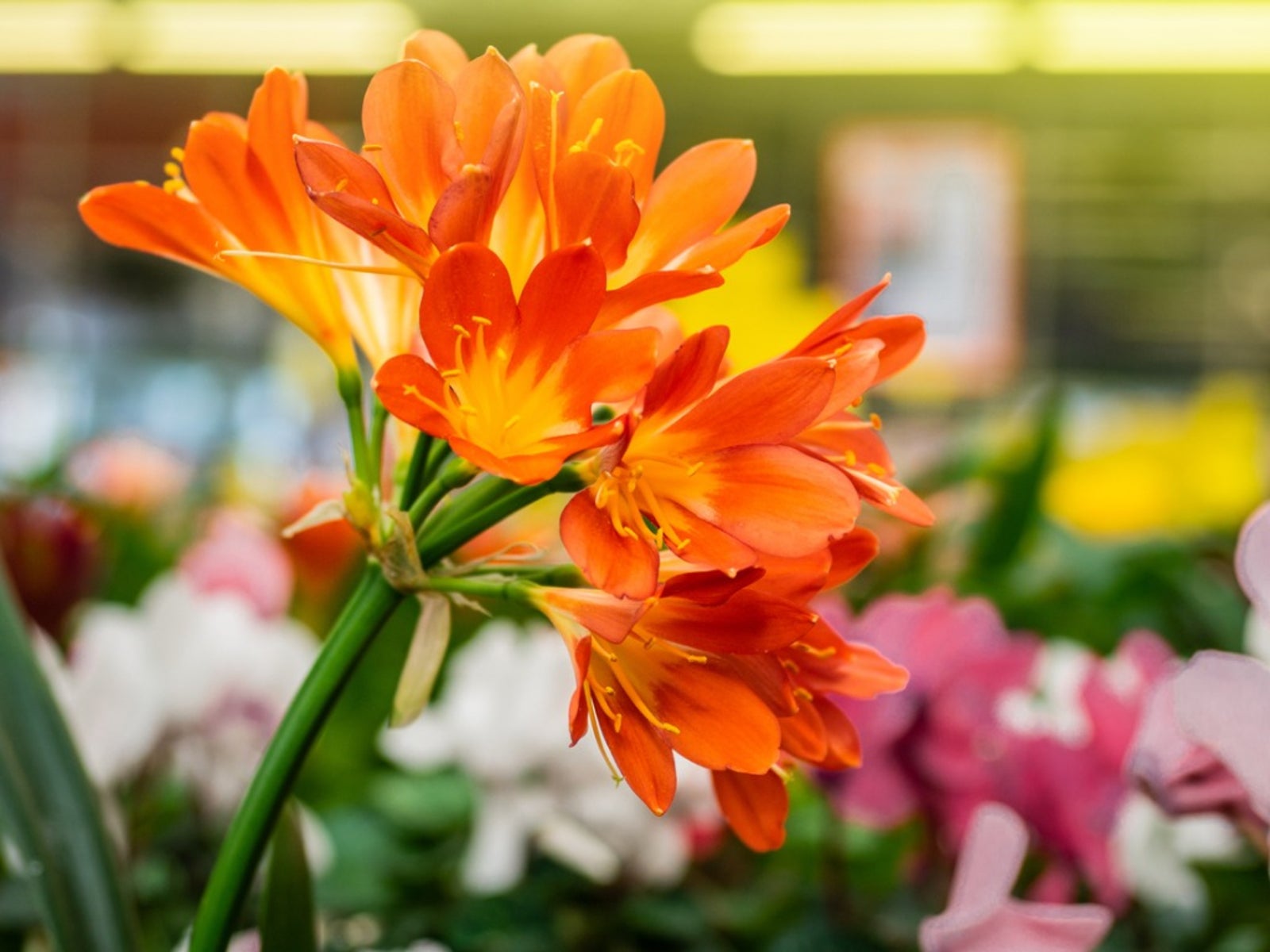 Clivia Blumensamen zur Aussaat – Bestäuber freundlich – Traditionssorte & ohne Gentechnik Samen Hausgarten