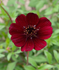 Traditionssorte Cosmos Peppermint Twist Blumensamen zur Aussaat hochwertige Qualitäts- Traditionssorte & ohne Gentechnik Samen Hausgarten