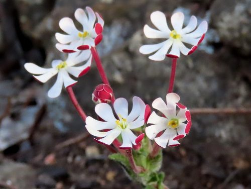 Weiß Rosa Zaluzianskya Blumensamen – Blumensamen zur Aussaat – leuchtend – Traditionssorte & ohne Gentechnik Samen Hausgarten