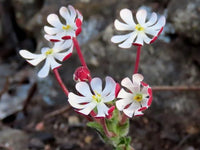 Weiß Rosa Zaluzianskya Blumensamen – Blumensamen zur Aussaat – leuchtend – Traditionssorte & ohne Gentechnik Samen Hausgarten