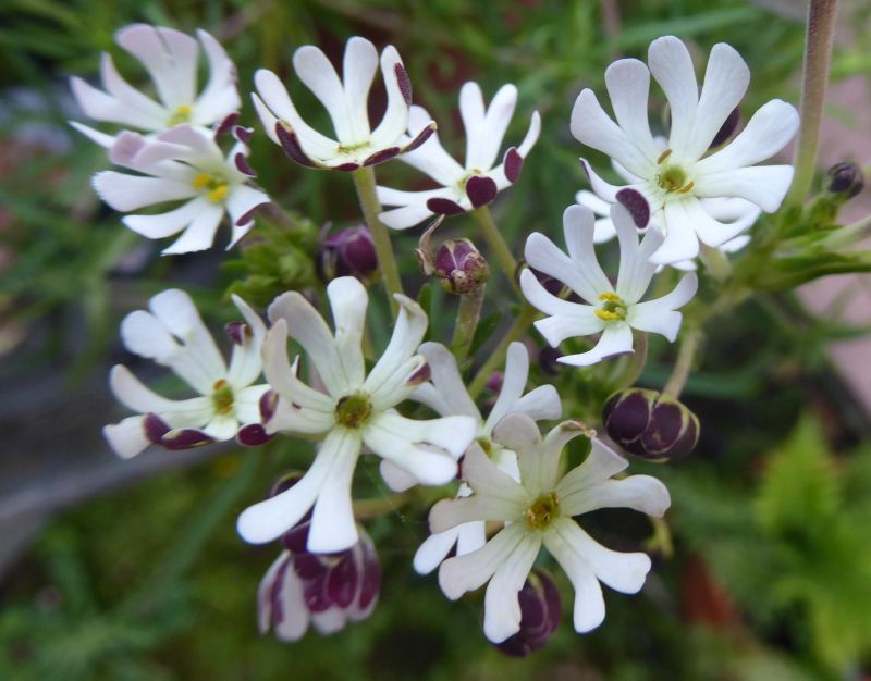 Weiß Zaluzianskya Blume Aussaat – Samen Blüten Garten