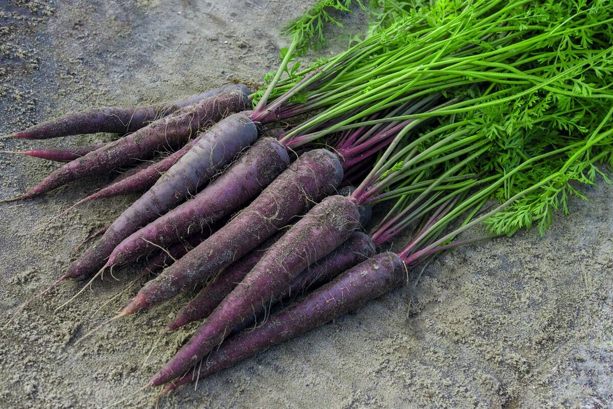 Carrot pflanzen aus zanahoria morada samen in garten