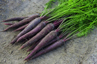Carrot pflanzen aus zanahoria morada samen in garten