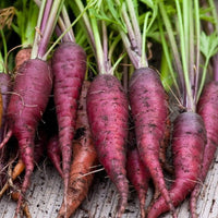 Zanahoria morada carrot samen für aussaat lila carrot variety
