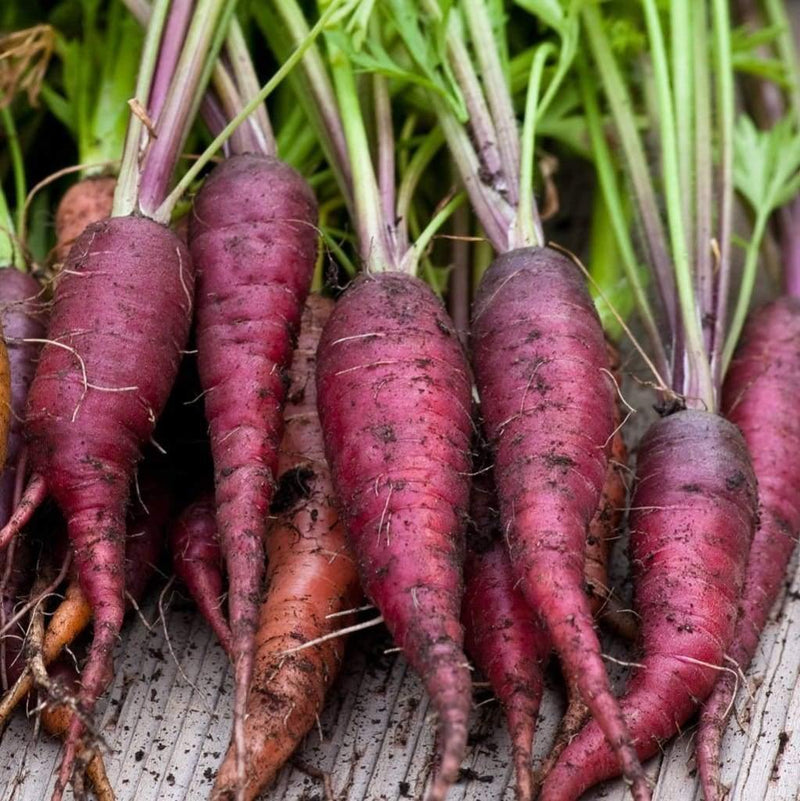 Zanahoria morada carrot samen für aussaat lila carrot variety