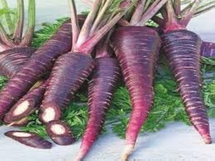 Lila carrot pflanzen gezogen aus zanahoria morada samen