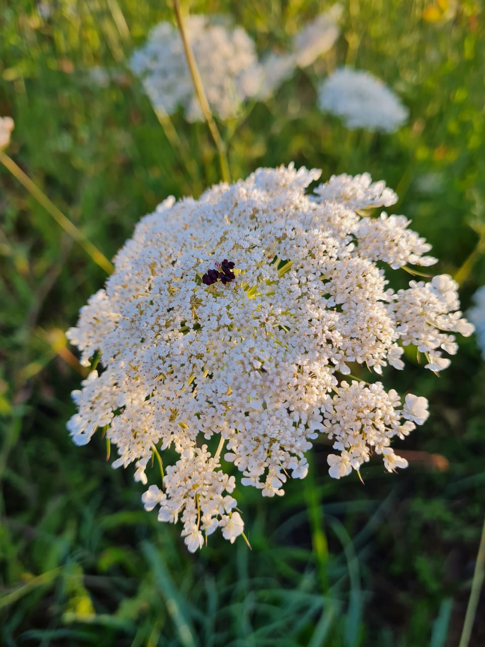 Zanahoria silvestre anpflanzung guide – easy growth instructions