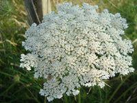 Zanahoria silvestre blume samen for anpflanzung – wild carrot blooms