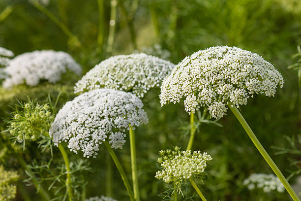 Zanahoria silvestre wachsend in sunny garten