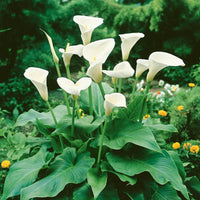 Zantedeschia aethiopica samen for anpflanzung