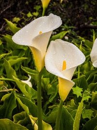 Zantedeschia aethiopica weiß blume samen for anpflanzung