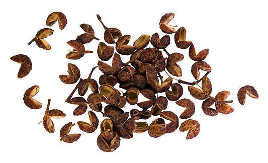 Zanthoxylum bungeanum Szechuan Pepper Botanical Samen Image