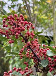 Green Compound Leaves of Zanthoxylum bungeanum Pflanze