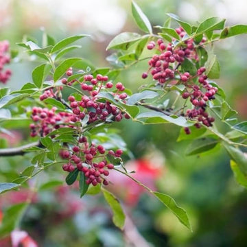 Zanthoxylum simulans seedlings sprouting aus non gmo samen