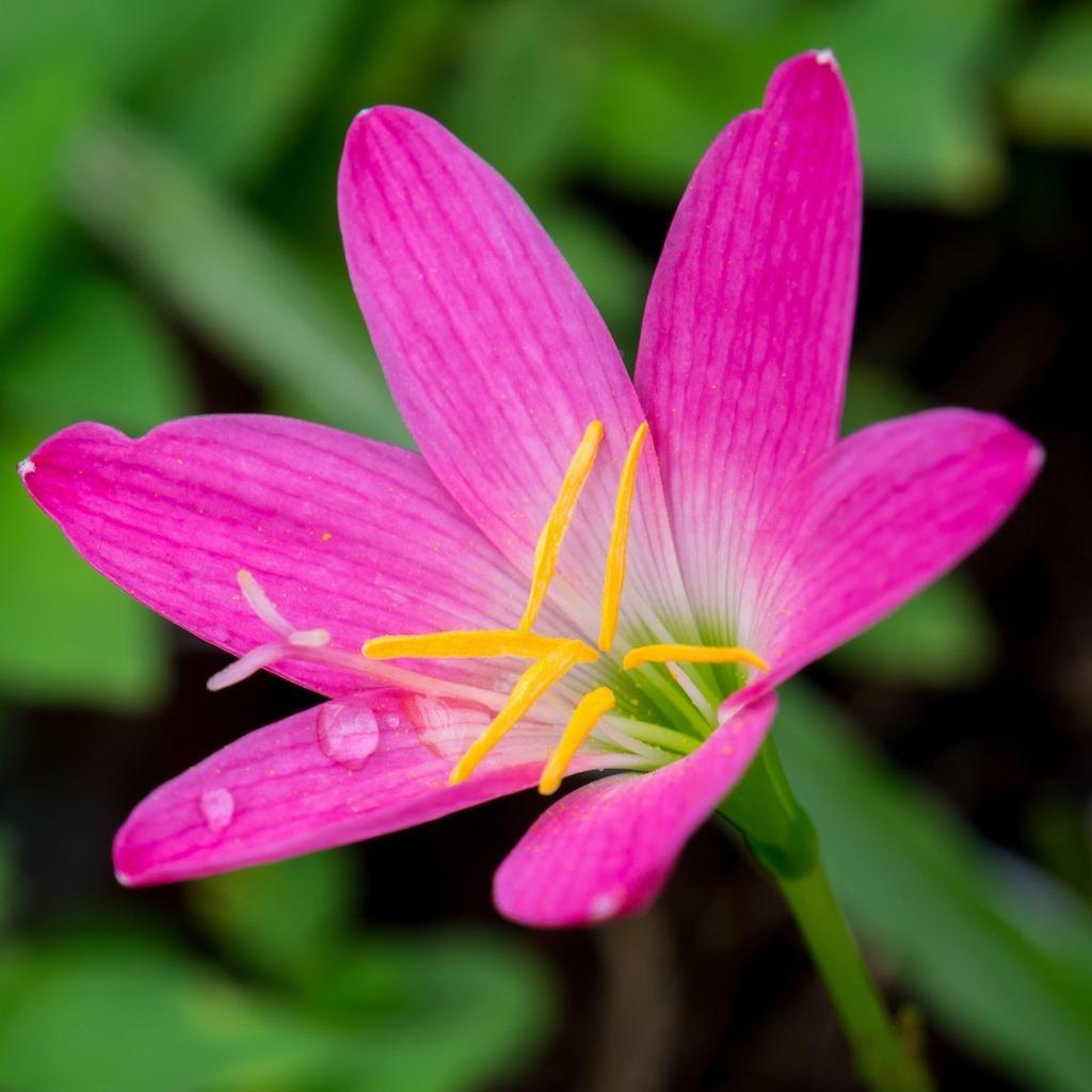 Zephyranthes Blume Aussaat Samen – ideal leuchtend Garten Blüten und Care